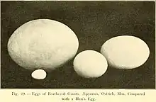 Comparison of an ostrich egg (centre) with that of the elephant bird Aepyornis (top left), a chicken (bottom left) and a moa (right)