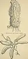 Plate from Smithsonian Institution report, 1896