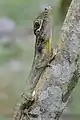 Rare brown morph Puerto Rican giant anole