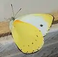 Side view of female
