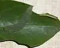 Larvae; the one on the left is near to pupating