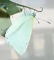 Male viewed from the side; showing the yellow streak on the hindwing