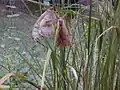 Adults mating