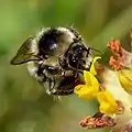 Kidney vetch is providing pollen and nectar for a wide range of insects, particularly bumblebees