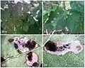 21, 23, 24: Italy, Borgo Valsusana on Vitis vinifera, 22 USA: Vermont on Vitis riparia