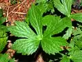 Leaf