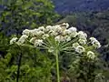 Close-up on flowers of Laserpitium latifolium