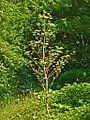 Plant of Peucedanum verticillare