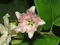 Pink flower