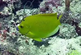 Threespot angelfish (Apolemichthys trimaculatus)