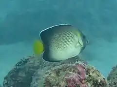 Yellowtail angelfish Apolemichthys xanthurus