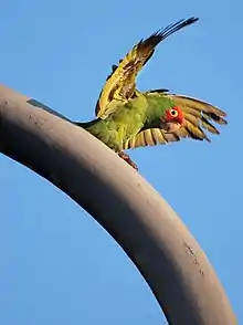  A feral parrot at San Francisco California