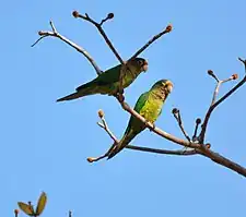 Two birds in Costa Rica