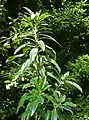Foliage