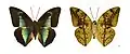 Archaeoprepona licomedes - Brazil