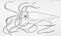 Giant squid (Architeuthis dux, max. 10–12&nbsp;m or 33–39&nbsp;ft, according to older reports, up to 20–21&nbsp;m or 66–69&nbsp;ft)