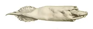.mw-parser-output .citation{word-wrap:break-word}.mw-parser-output .citation:target{background-color:rgba(0,127,255,0.133)}#68 (18/7/1895)Mantle measuring 46&nbsp;cm originally recovered from sperm whale vomit, from a 1900 work by Louis Joubin (Joubin, 1900:pl. 15 fig. 8). This specimen is the holotype of Dubioteuthis physeteris.