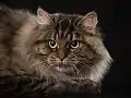 Brown tabby male adult.