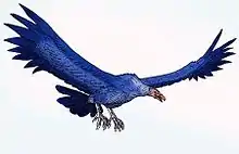 The Late Miocene teratorn Argentavis of South America had a 7&nbsp;m (23&nbsp;ft) wingspan.
