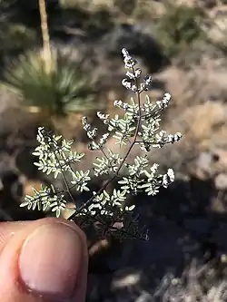 Lower surface of a highly-compound fern leaf, covered with white powder