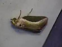 Ariola coelisigna