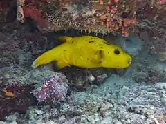 Golden pufferfish Arothron meleagris, yellow version
