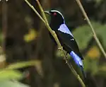 In Khao Yai National Park - Thailand