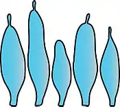 Pleurocystidia of Volvopluteus asiaticus
