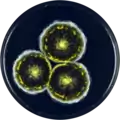Aspergillus halophilicus growing on YES plate