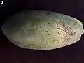 Asperisporium caricae on a papaya