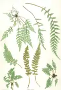Nature prints in The Ferns of Great Britain and Ireland used fronds to produce the plates
