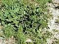 Opuntia