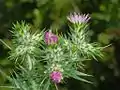 Flowerheads of Galactites tomentosus