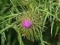 Bud of Galactites tomentosus