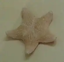 Asterina stellifera