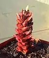 Astroloba bullulata