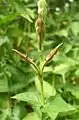 Asystasia gangetica seed head