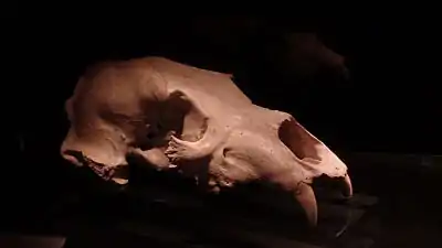 Carnivore skull