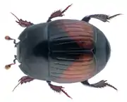 Atholus bimaculatus