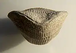 Atrypa devoniana, anterior view