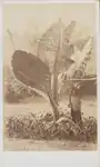 August Sachtler, A Calladium - Tanglin, Singapore, c. 1860s, Black-and-white photograph, 10.4 x 6.1&nbsp;cm, National Museum of Singapore