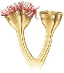 Auroralumina attenboroughii, an Ediacaran predator (c.&nbsp;560 mya)