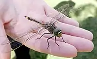 Australian emperor has a wingspan of about 11&nbsp;cm