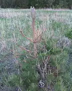 An Austrian pine that has been partially eaten by sawflies.
