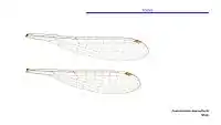 Male wings