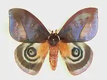 Automeris larra