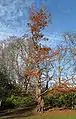 Displaying autumn foliage in Victoria, British Columbia, Canada