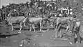 The tribute in 1960