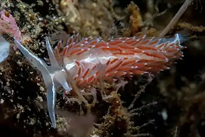 Gulenia monicae