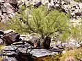 Bursera microphylla on southern slope at South Mountain Municipal Park, Phoenix, Arizona. October 2008. (C. Cordova)